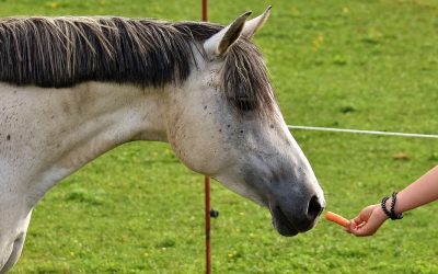 Premiar con alimentos a nuestros caballos