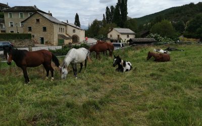 Campaña de verano 2019